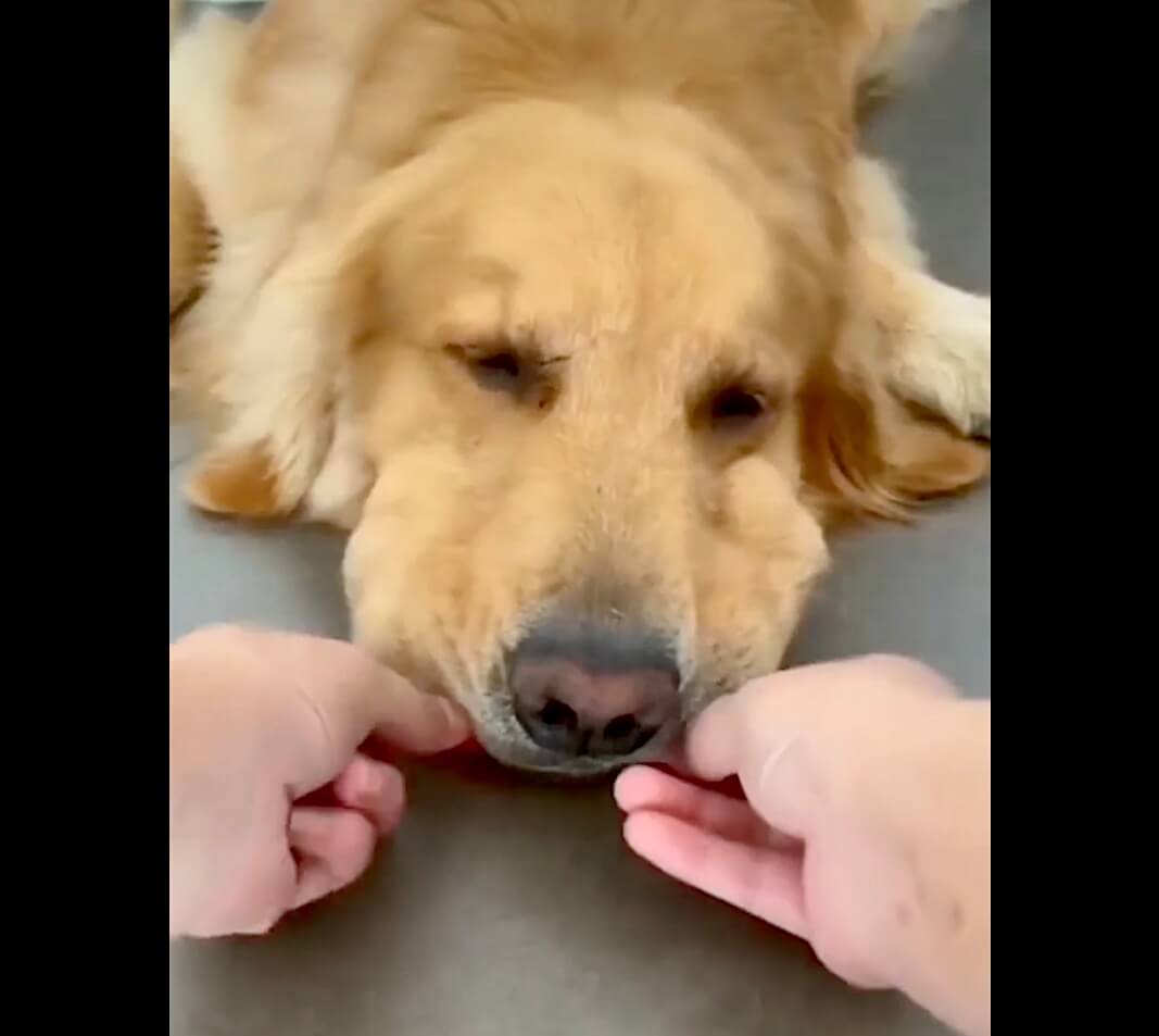 ゴールデンレトリーバー,動画