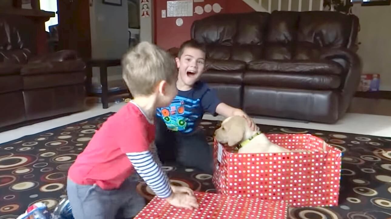 ラブラドールレトリーバー,動画