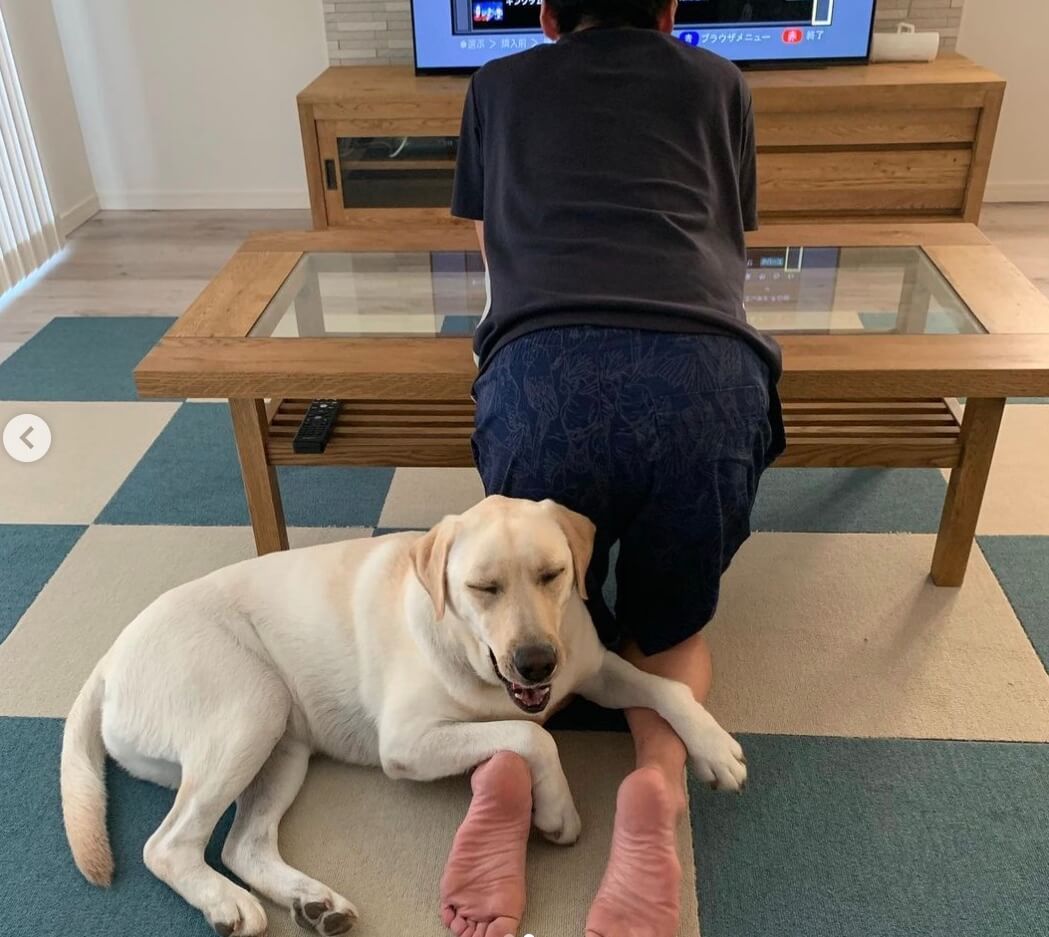 ラブラドールレトリーバー,動画