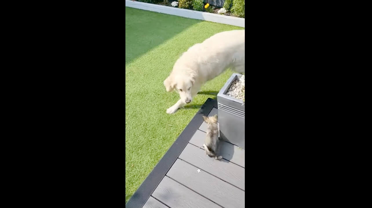 ゴールデンレトリーバー,動画