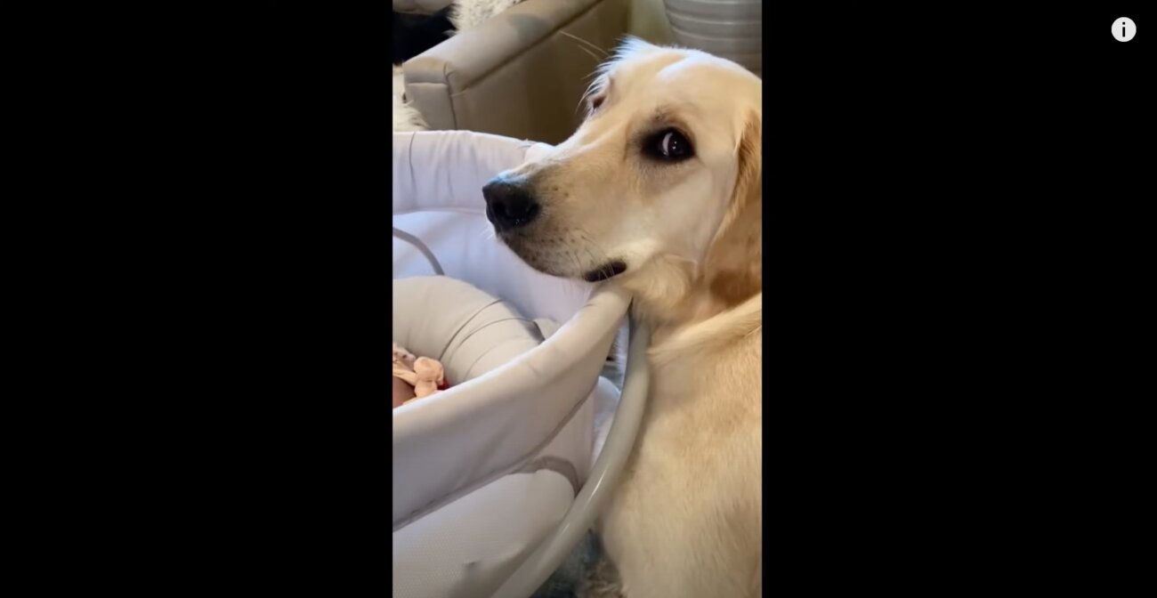 ゴールデンレトリーバー,動画