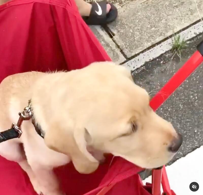 ラブラドールレトリーバー,動画