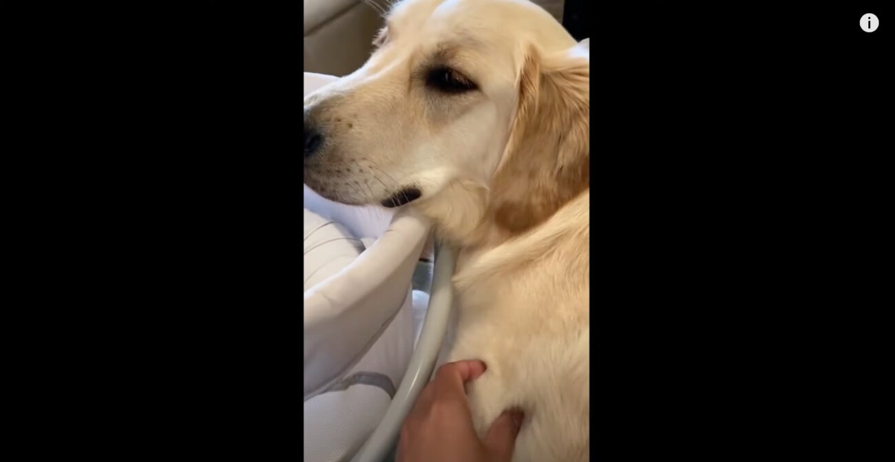 ゴールデンレトリーバー,動画