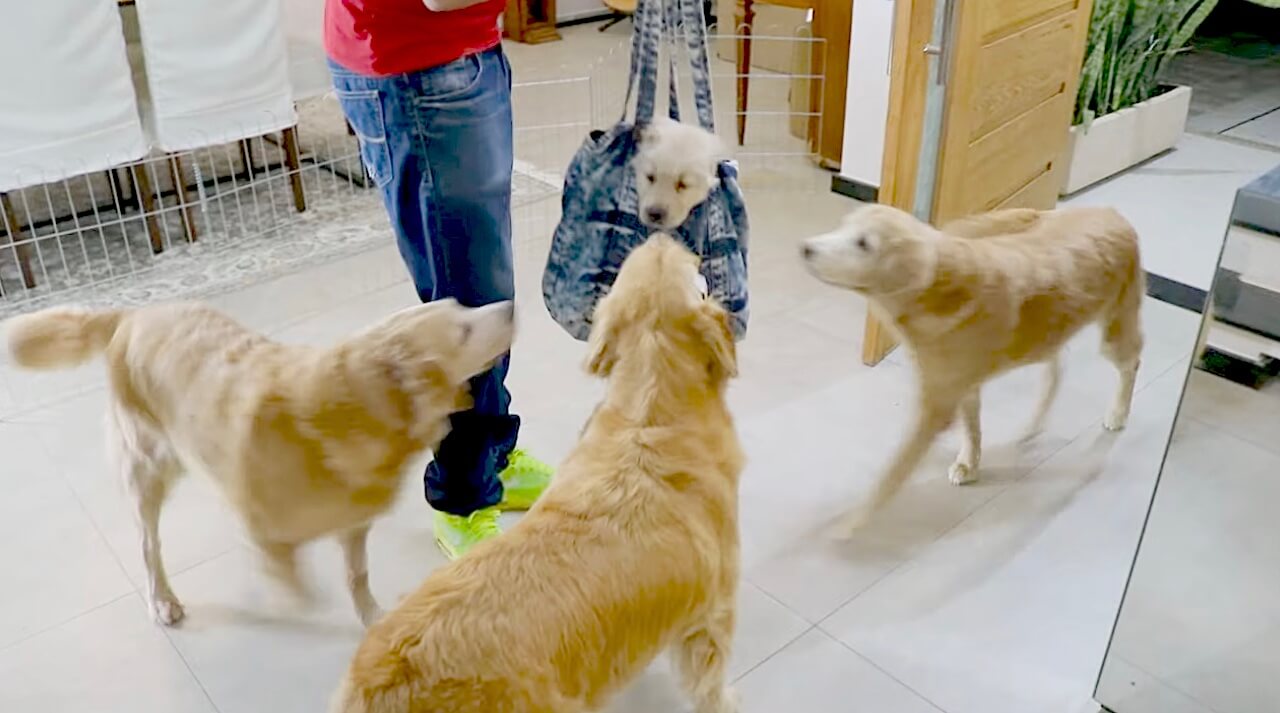 ゴールデンレトリーバー,動画