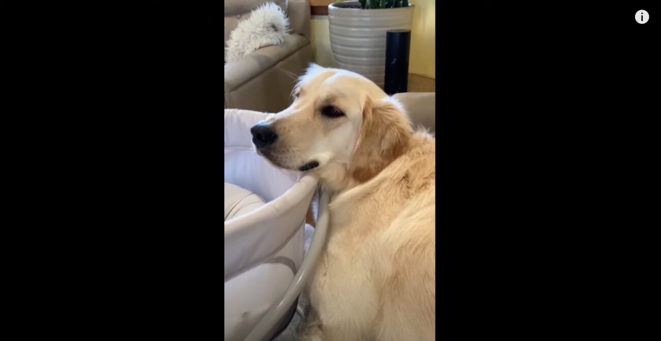 ゴールデンレトリーバー,動画