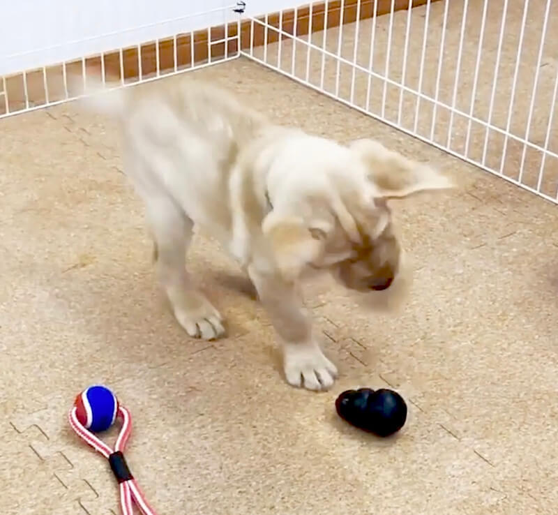 ラブラドールレトリーバー,動画