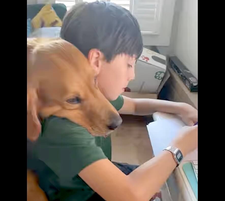 ゴールデンレトリーバー,動画