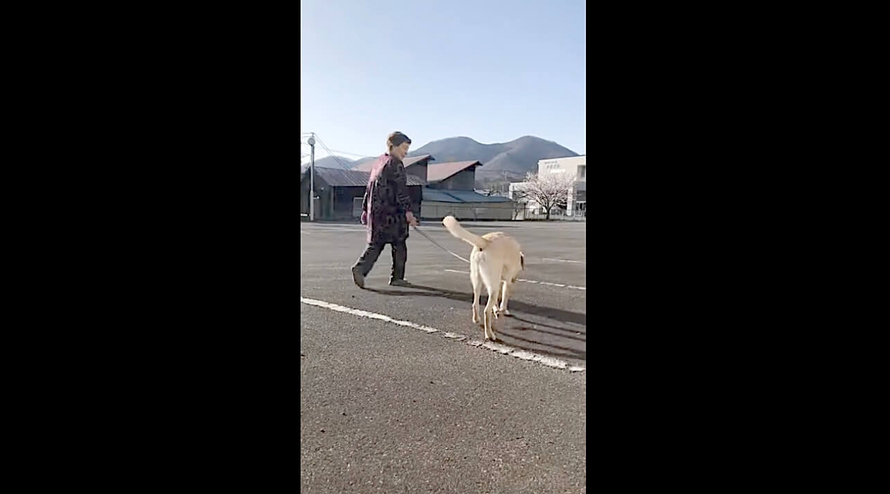 ラブラドールレトリーバー,動画