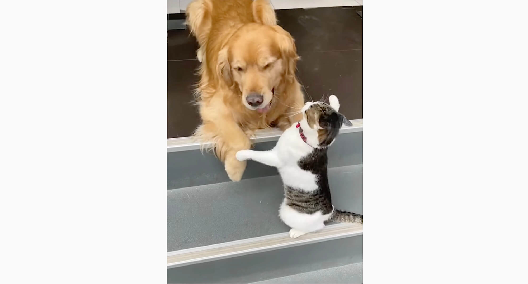 ゴールデンレトリーバー,動画