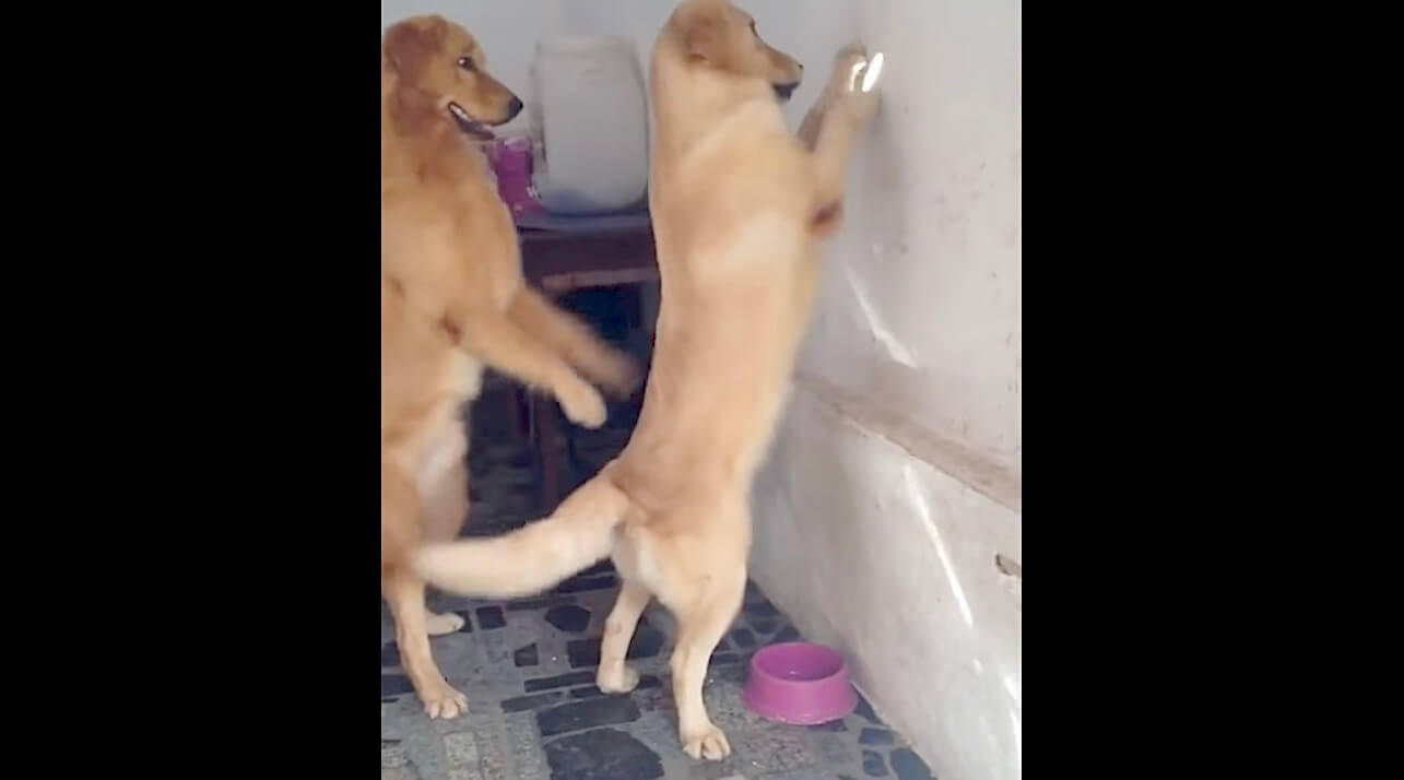 ラブラドールレトリーバー,動画