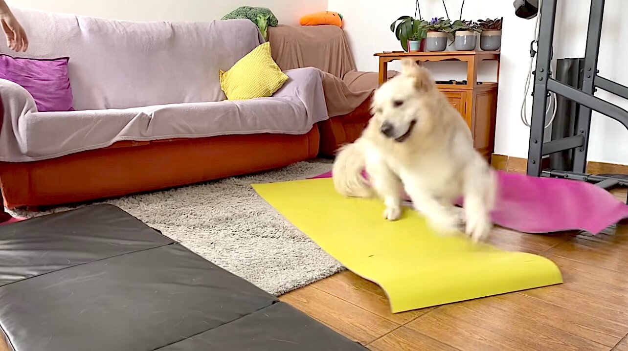 ゴールデンレトリーバー,動画