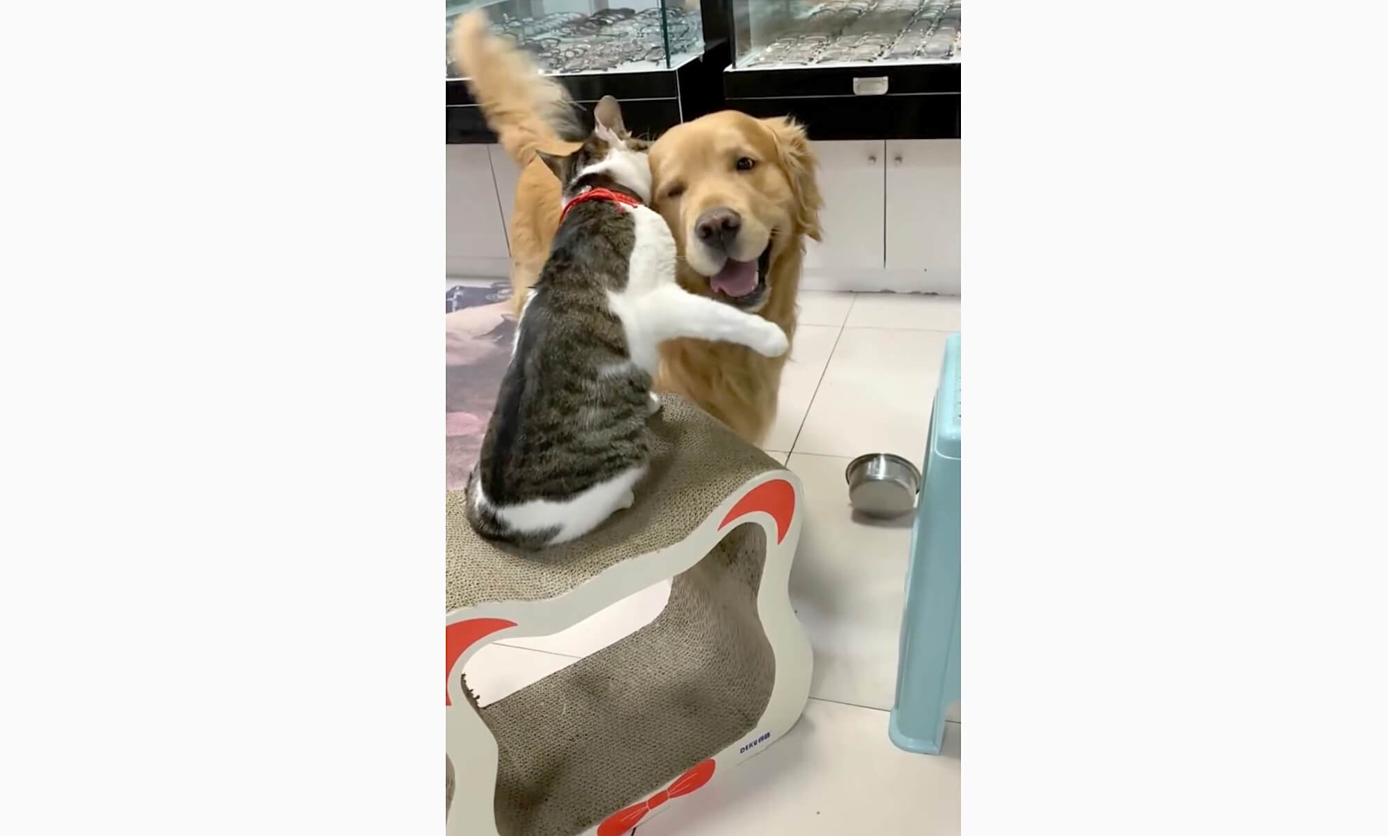 ゴールデンレトリーバー,動画