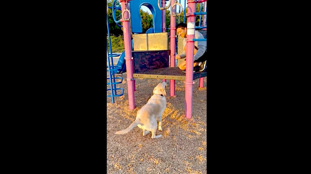 ラブラドールレトリーバー,動画