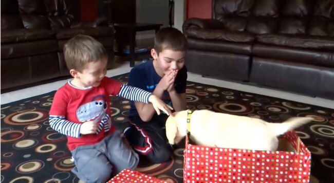 ラブラドールレトリーバー,動画