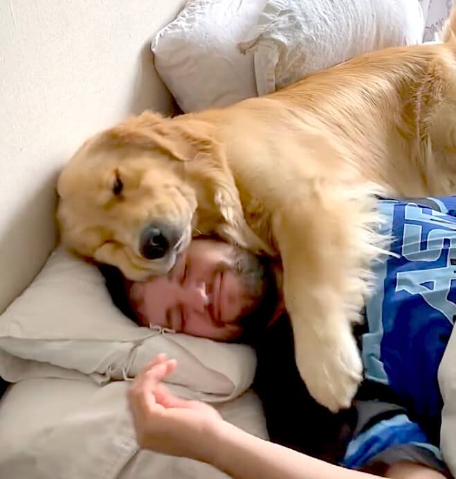 ゴールデンレトリーバー,動画