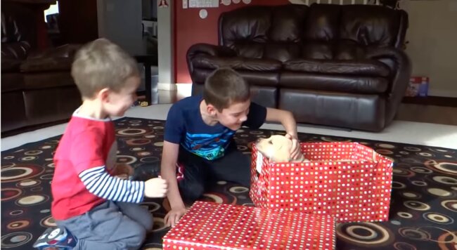 ラブラドールレトリーバー,動画