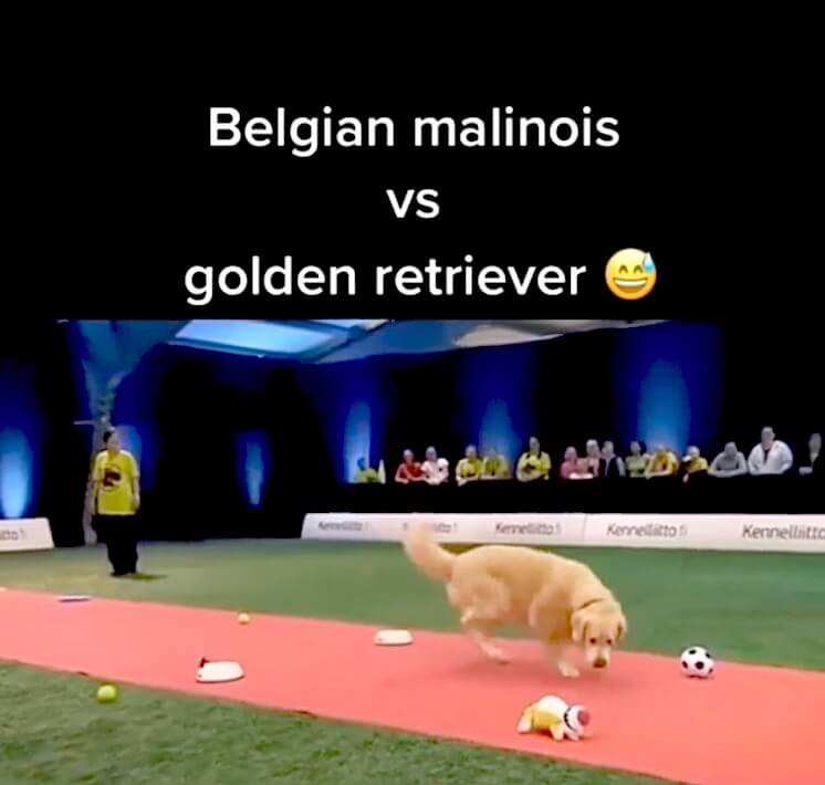 ゴールデンレトリーバー,動画