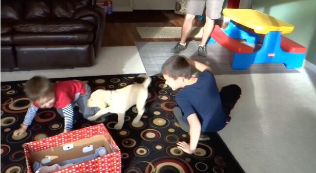 ラブラドールレトリーバー,動画