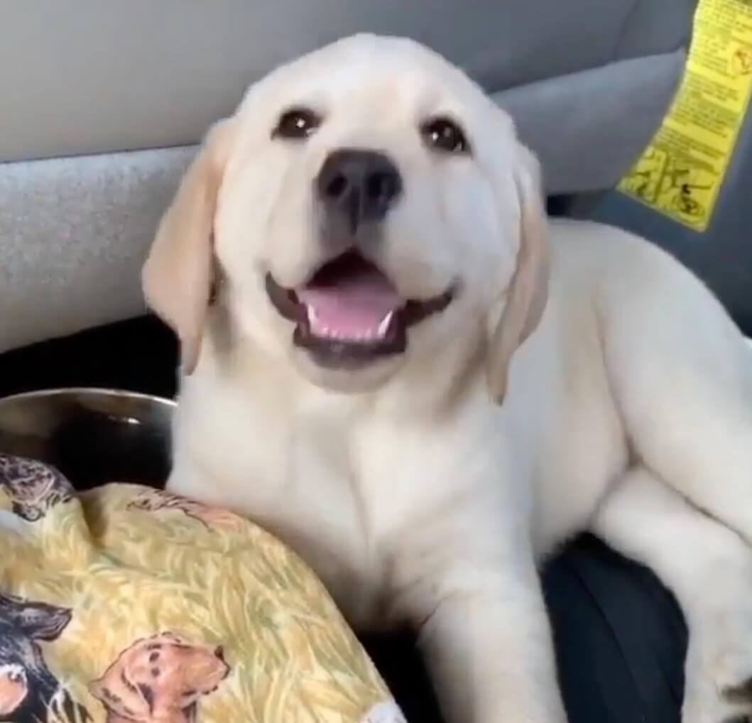 ラブラドールレトリーバー,動画