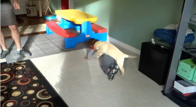 ラブラドールレトリーバー,動画