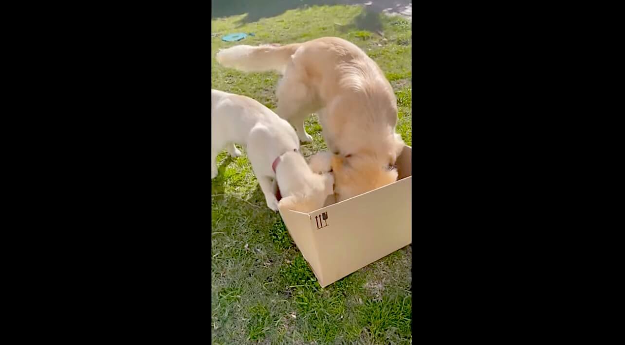 ゴールデンレトリーバー,動画