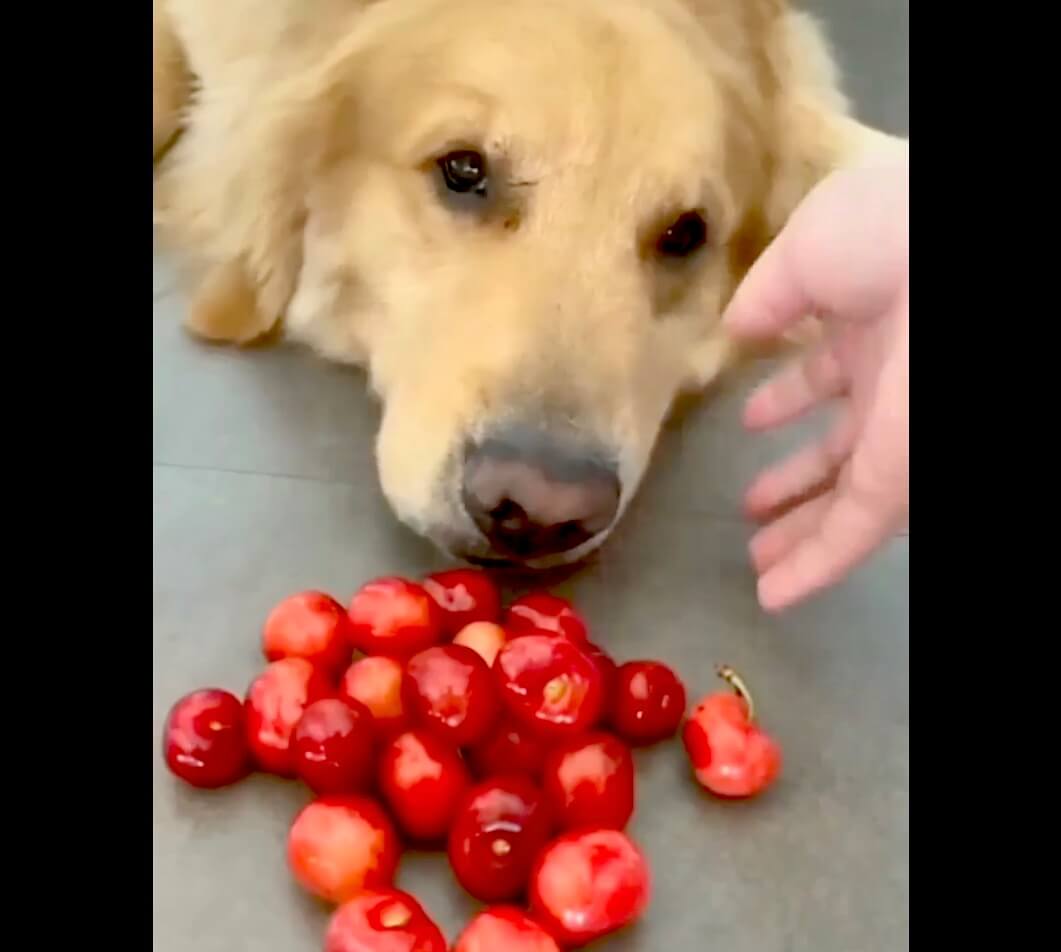 ゴールデンレトリーバー,動画