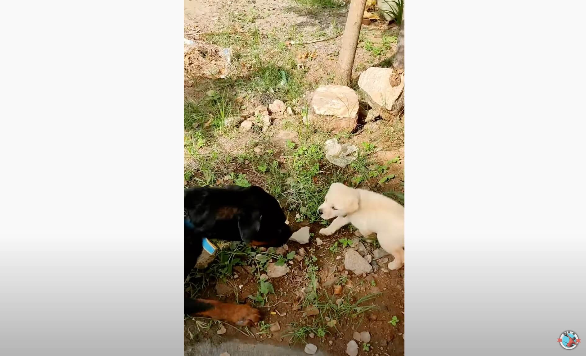 ラブラドールレトリーバー,動画