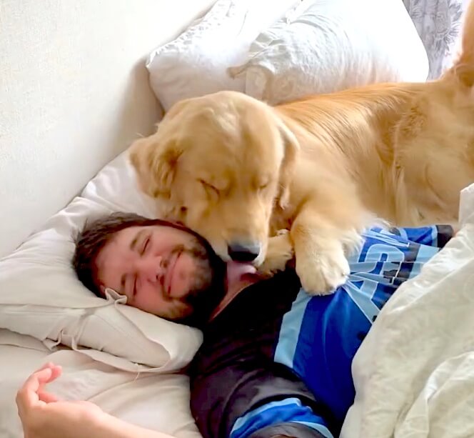 ゴールデンレトリーバー,動画