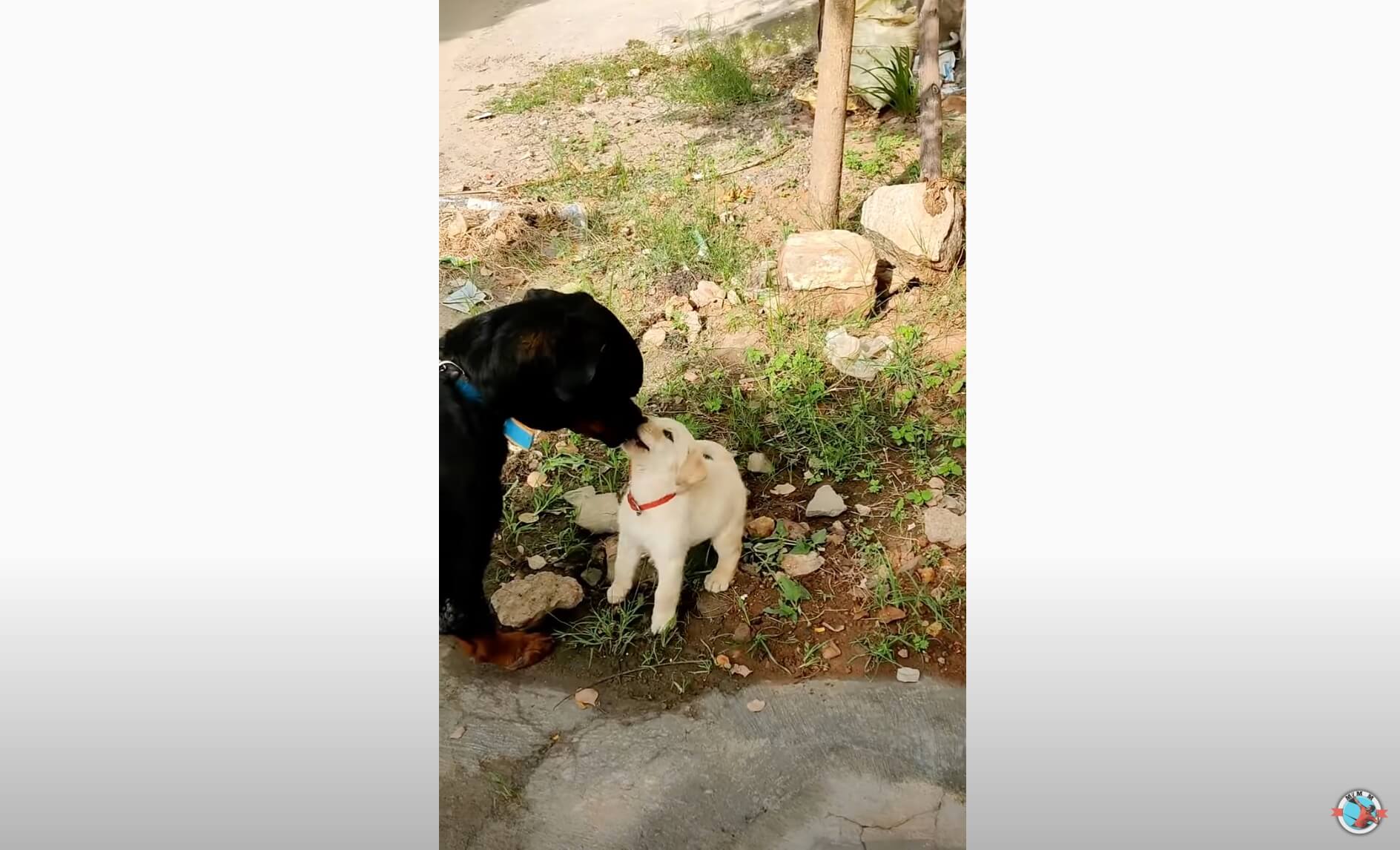 ラブラドールレトリーバー,動画