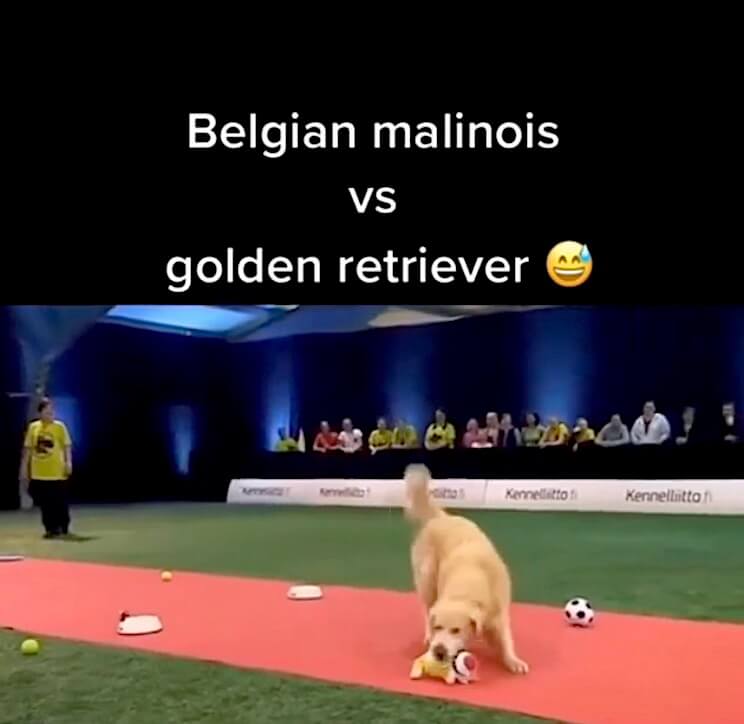 ゴールデンレトリーバー,動画