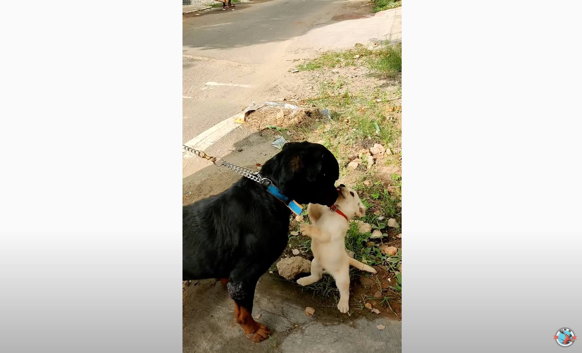 ラブラドールレトリーバー,動画