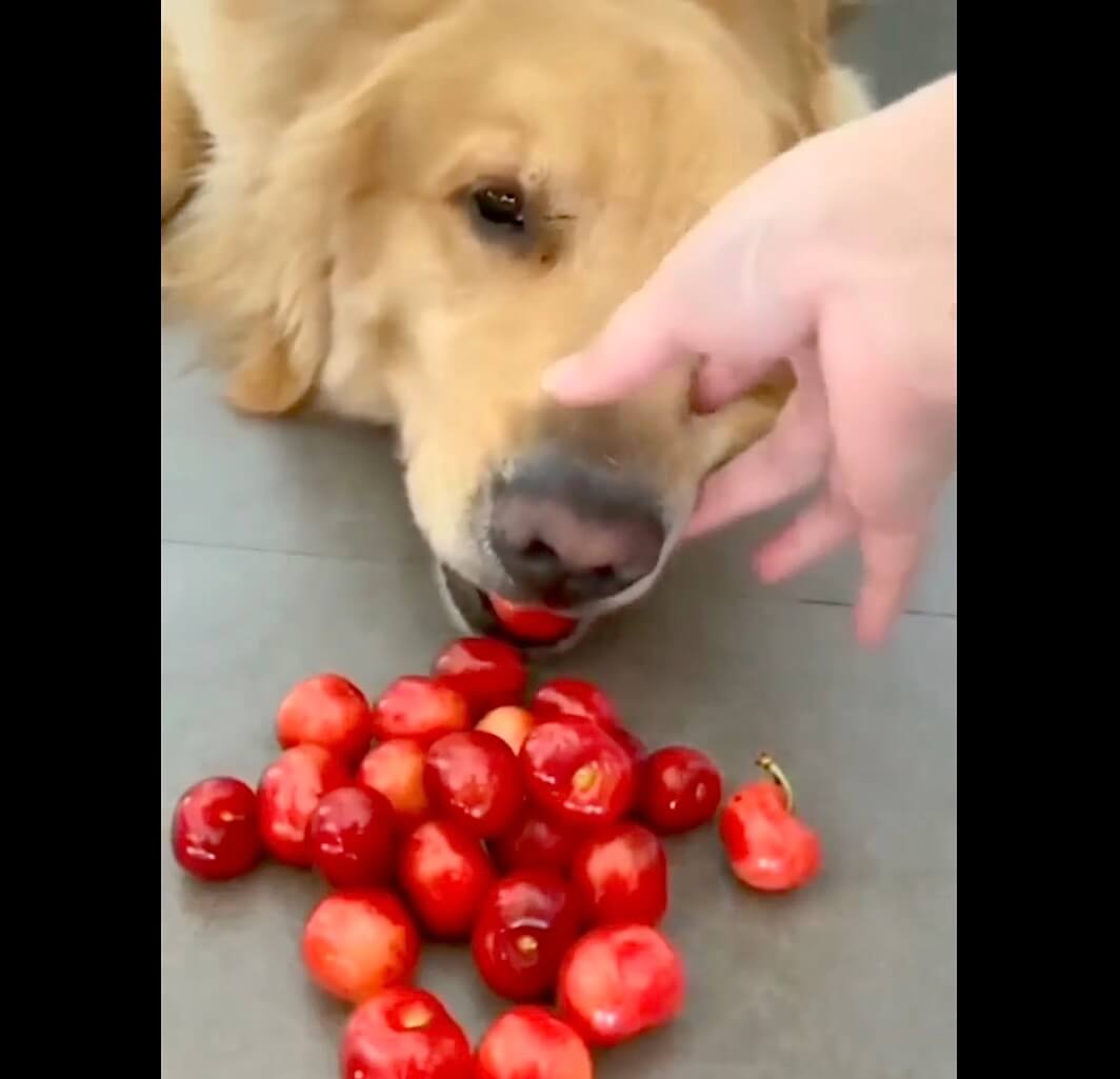 ゴールデンレトリーバー,動画