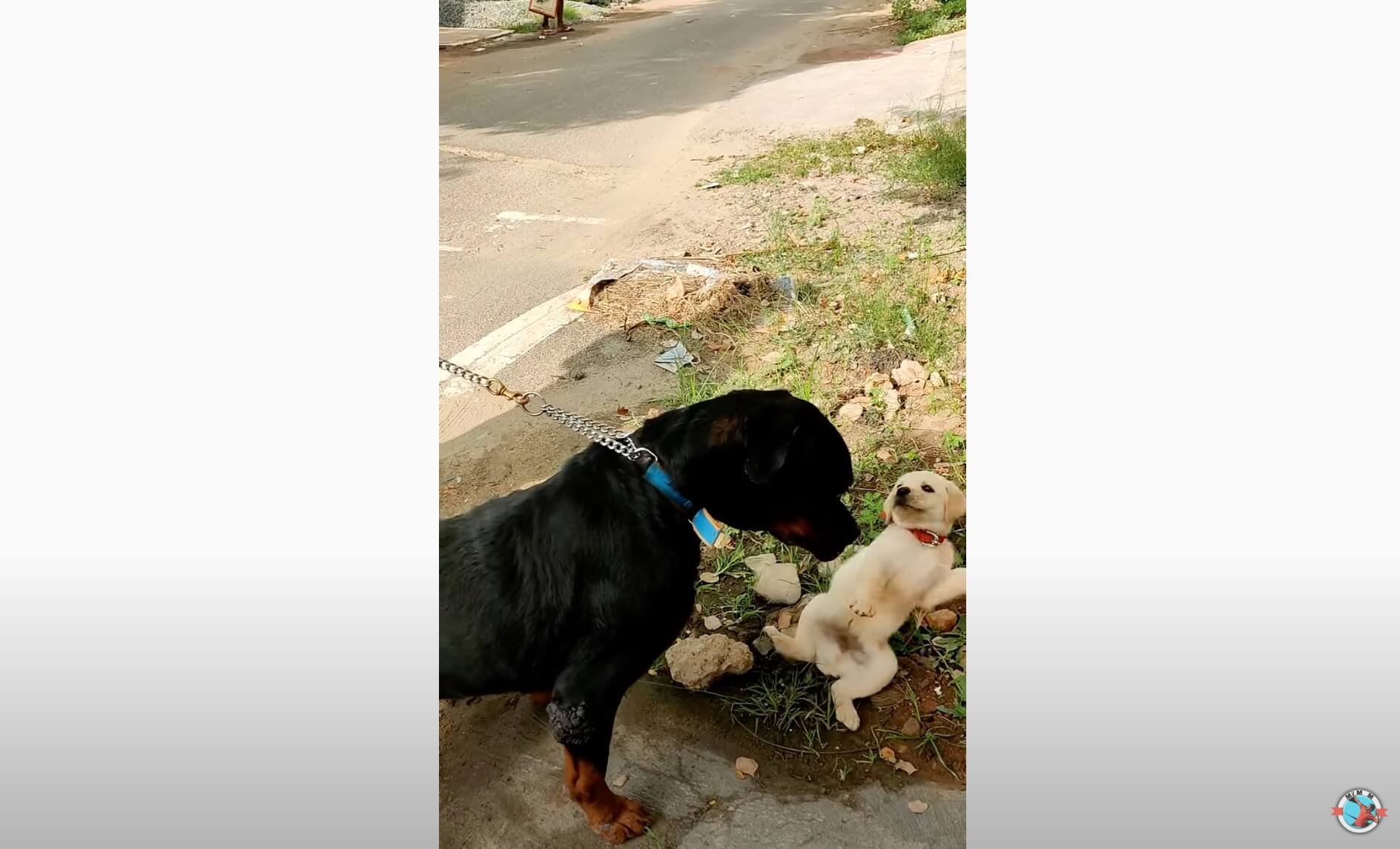 ラブラドールレトリーバー,動画