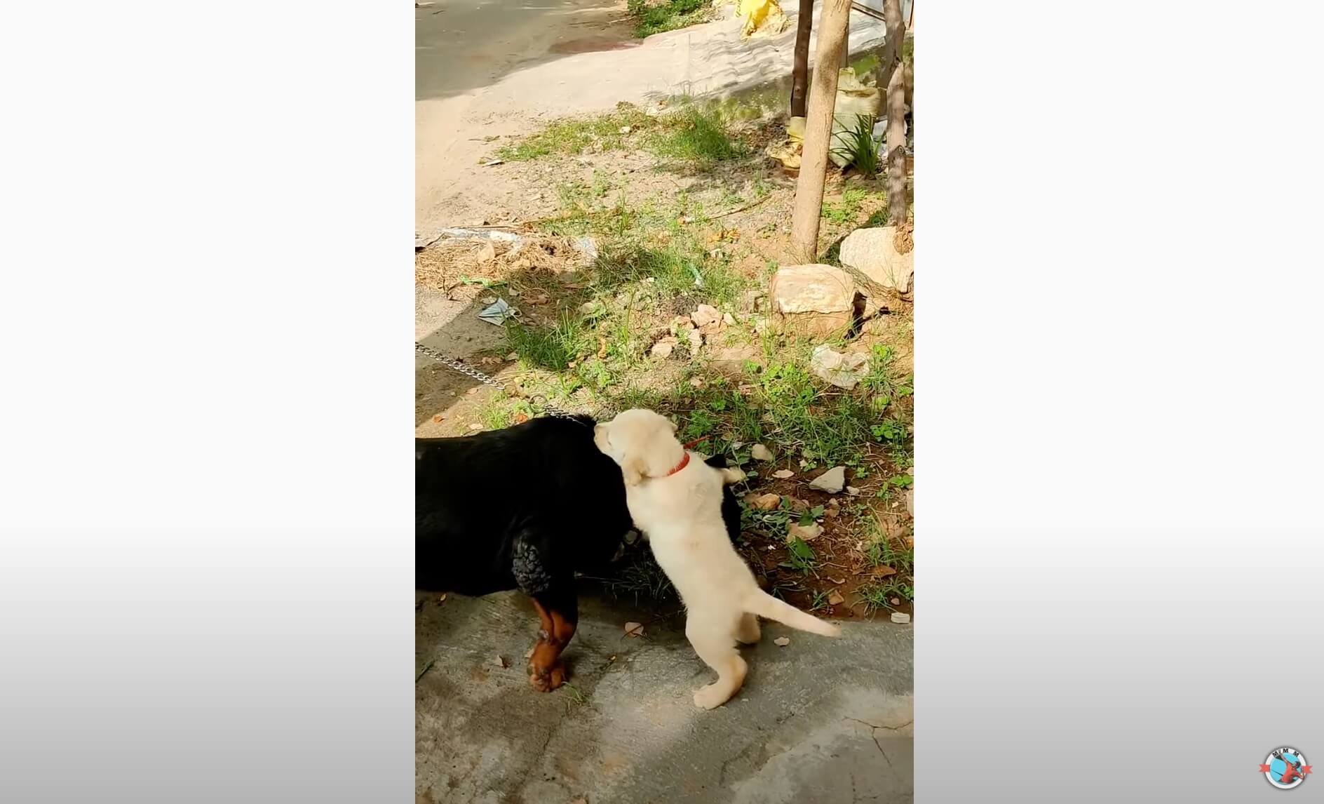 ラブラドールレトリーバー,動画