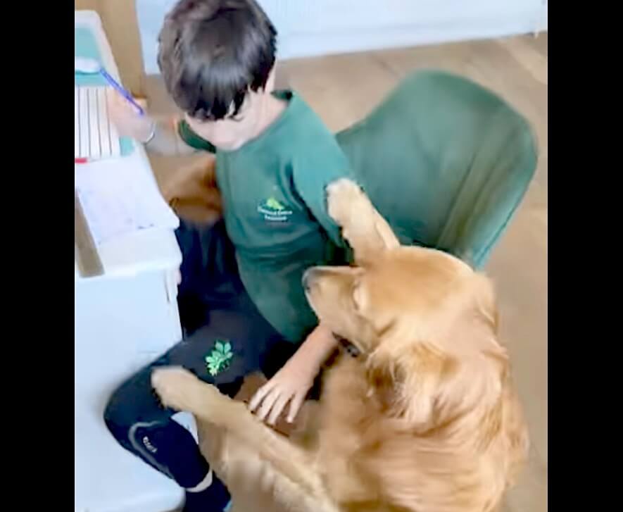 ゴールデンレトリーバー,動画