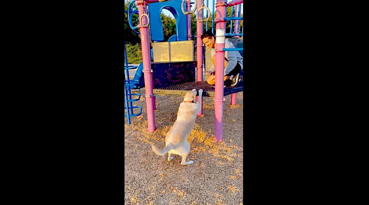 ラブラドールレトリーバー,動画