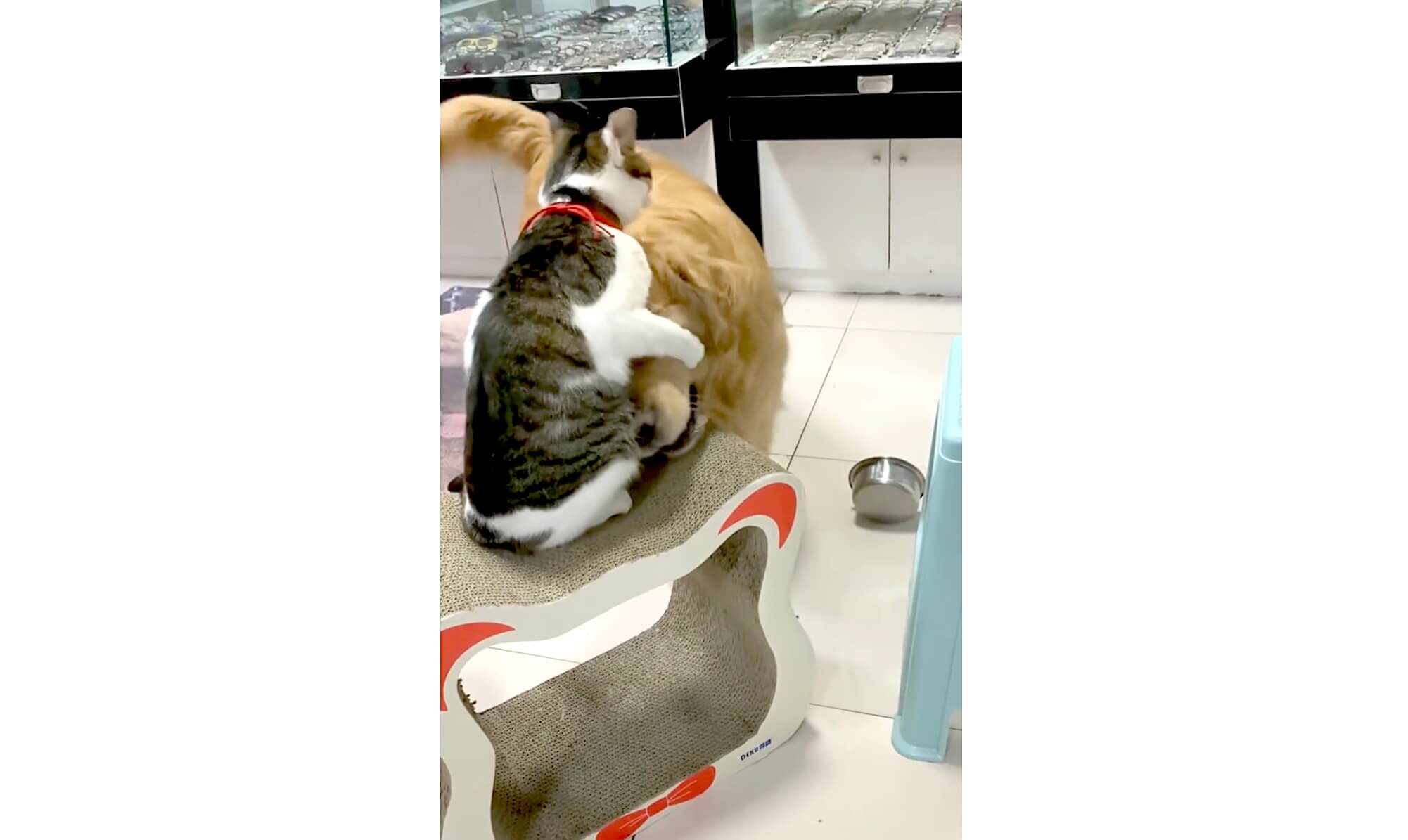 ゴールデンレトリーバー,動画