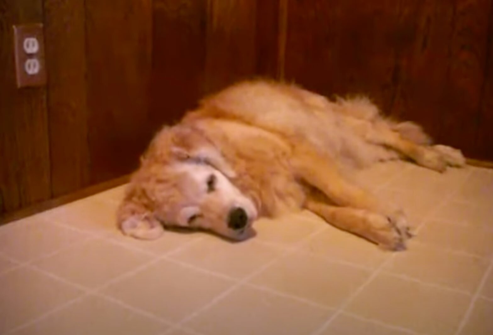 ゴールデンレトリーバー,動画