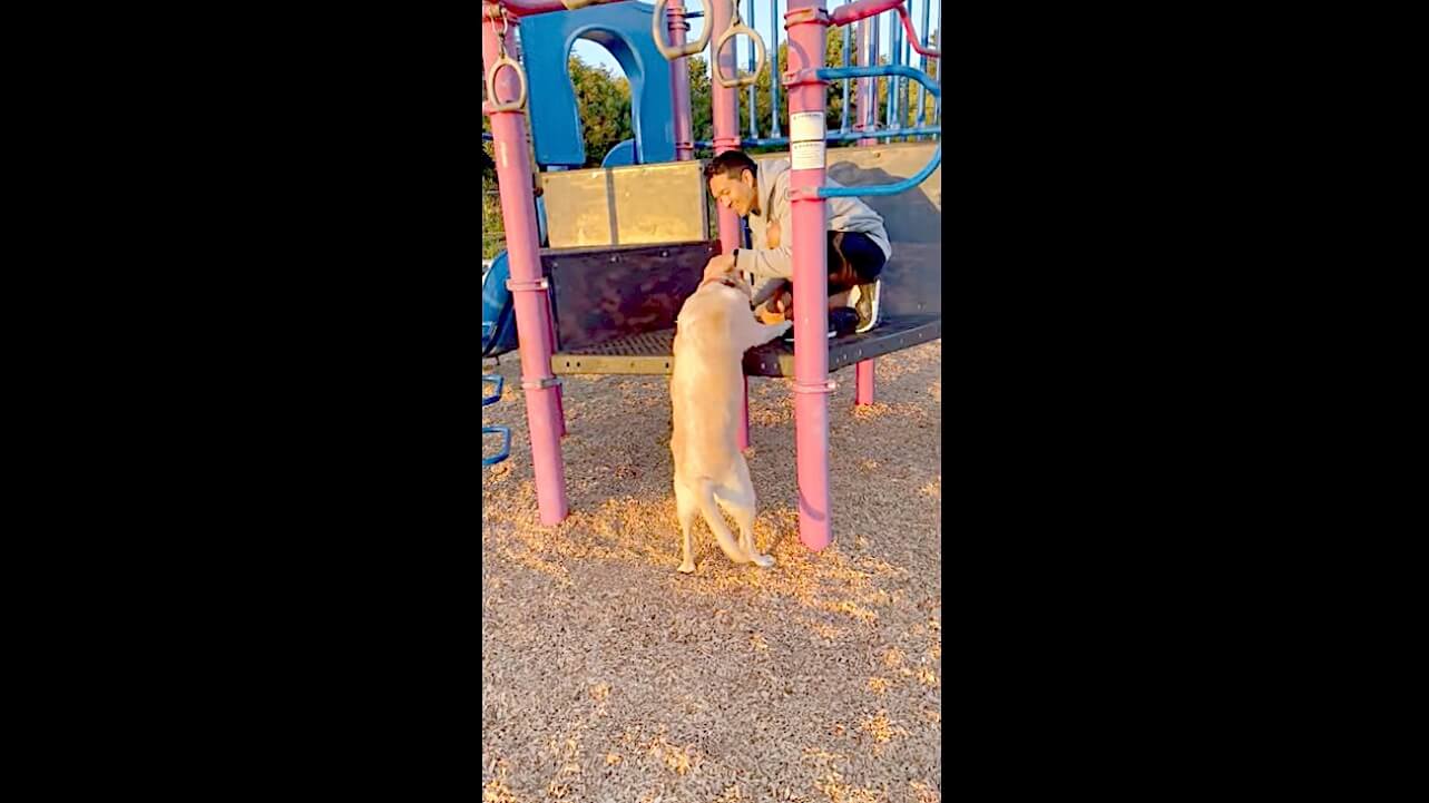 ラブラドールレトリーバー,動画