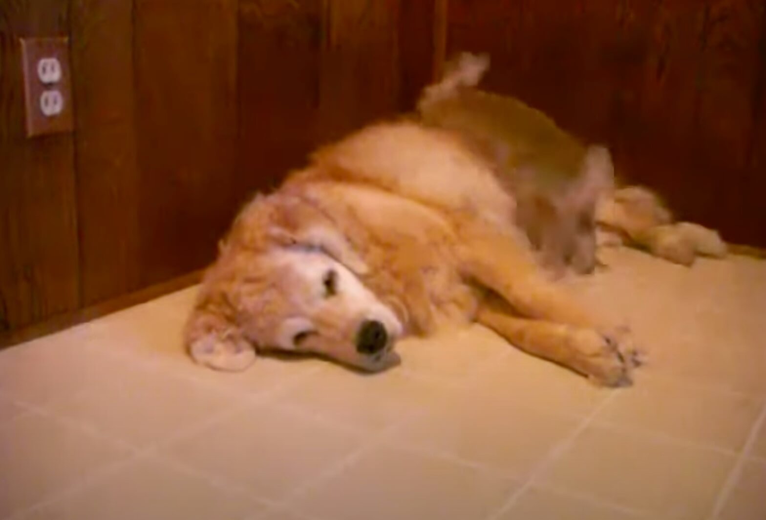 ゴールデンレトリーバー,動画