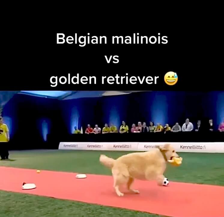 ゴールデンレトリーバー,動画