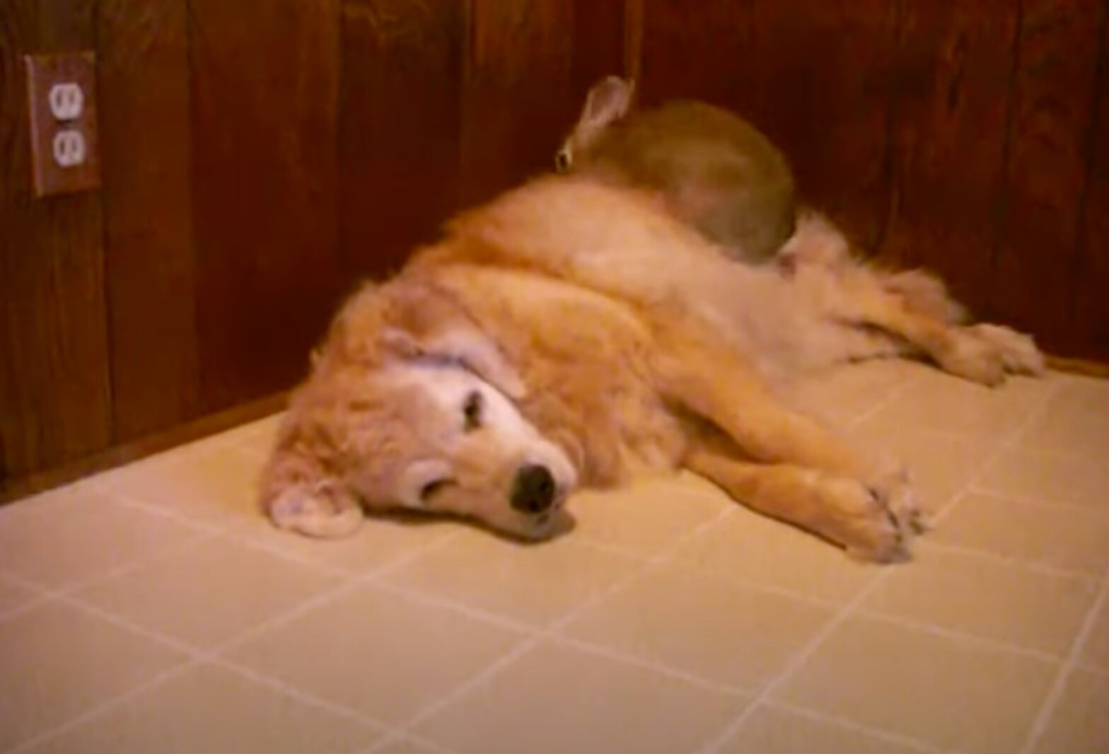 ゴールデンレトリーバー,動画