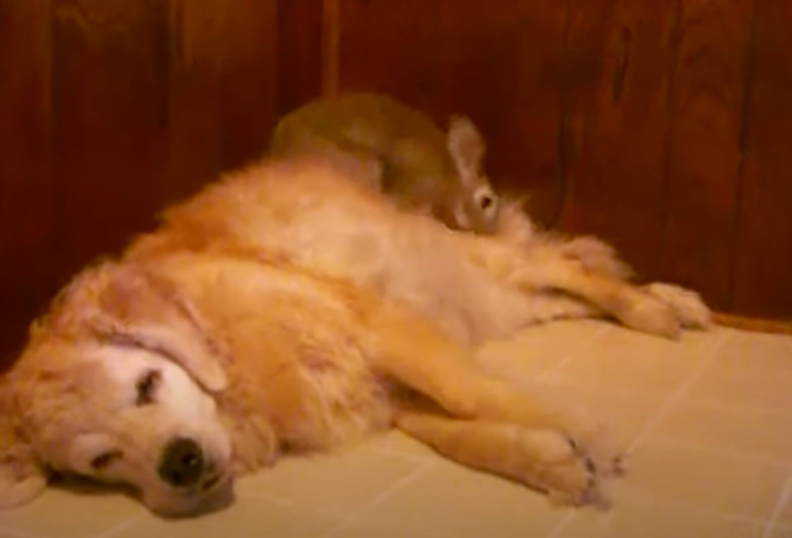 ゴールデンレトリーバー,動画