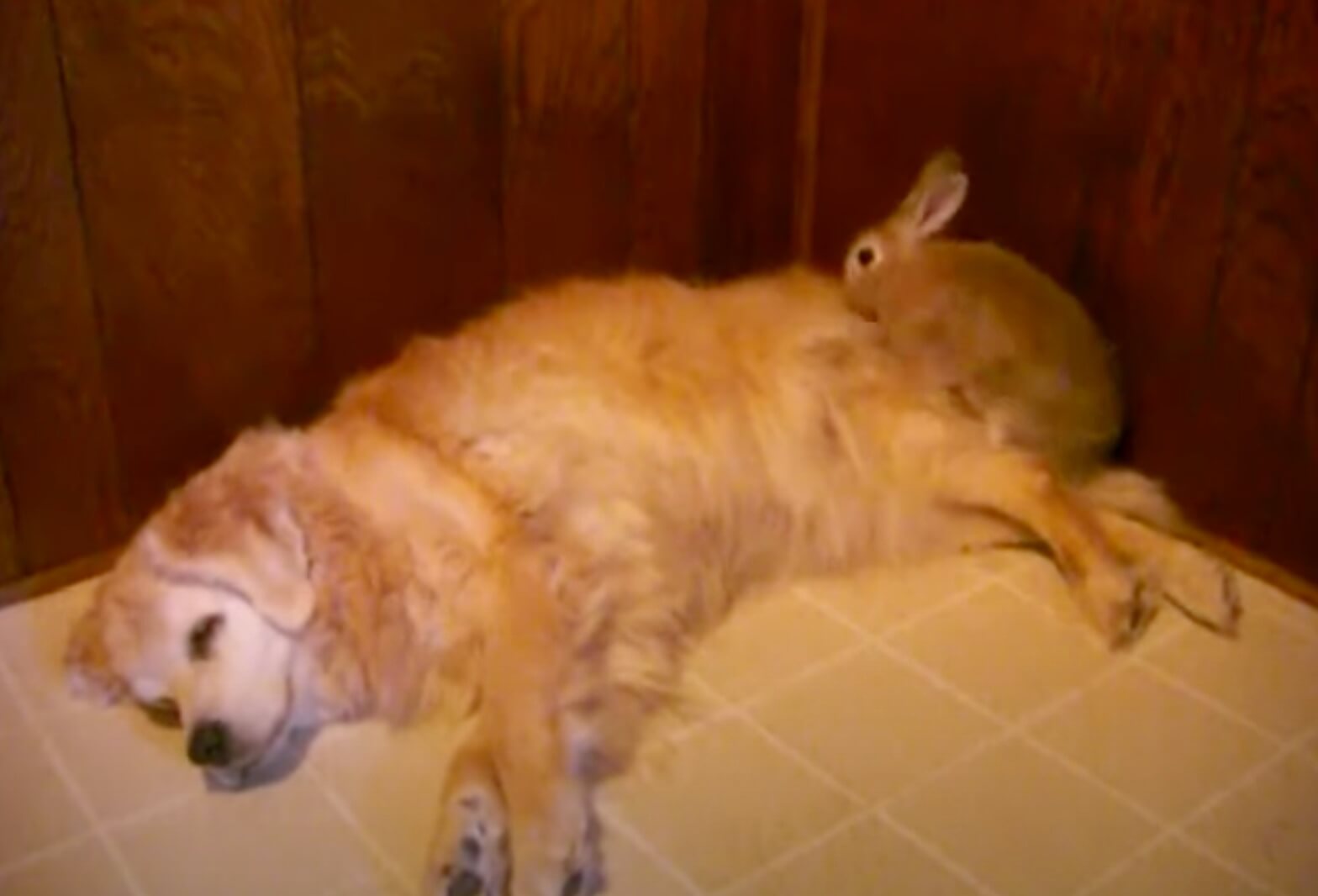 ゴールデンレトリーバー,動画