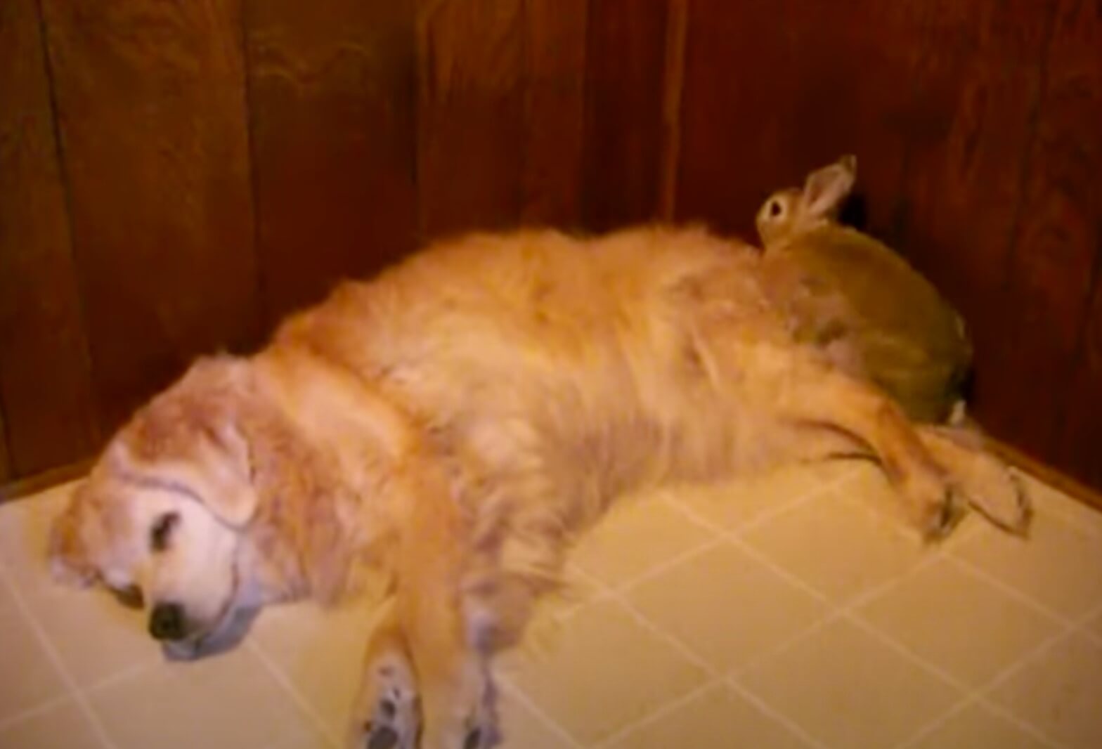 ゴールデンレトリーバー,動画