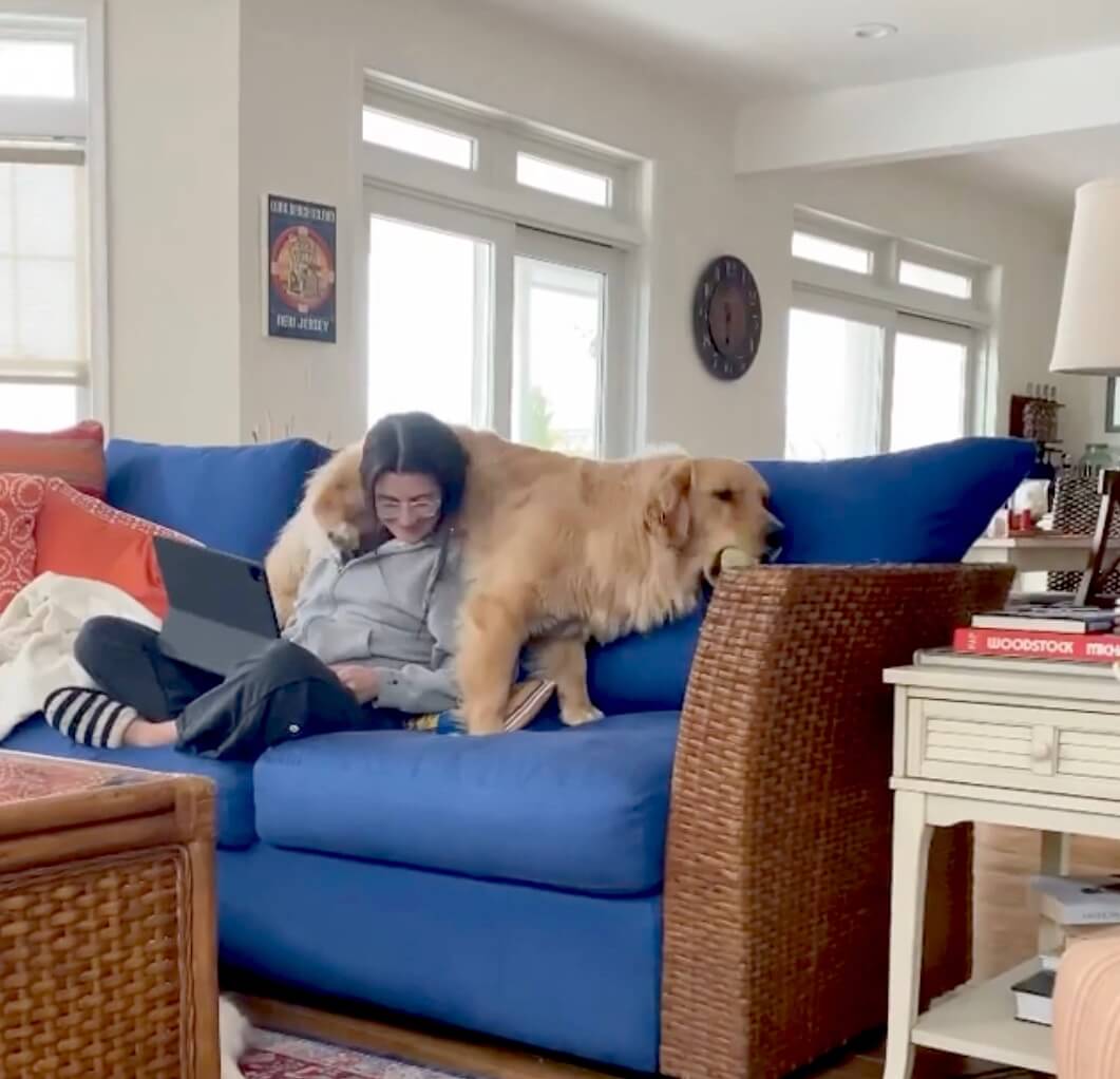 ゴールデンレトリーバー,動画