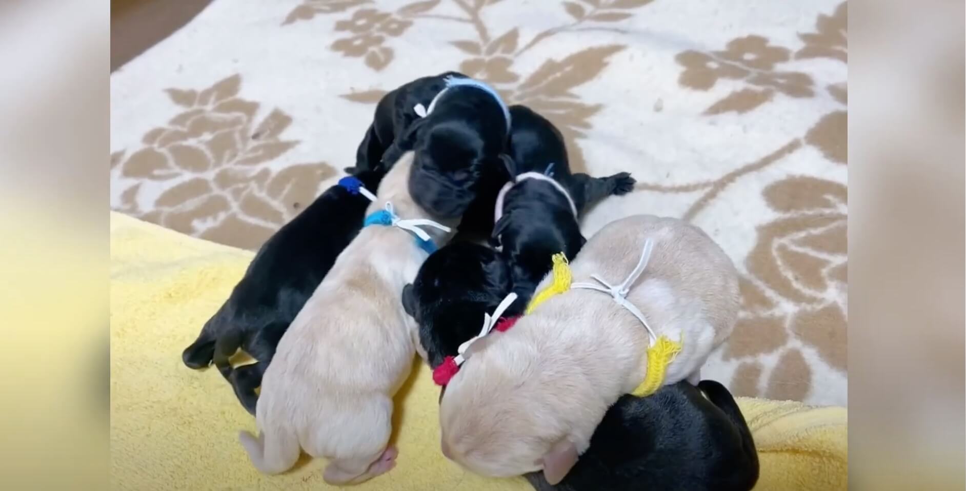 ラブラドールレトリーバー,動画