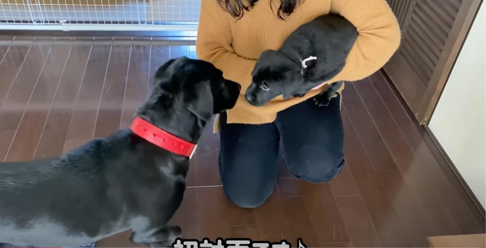 ラブラドールレトリーバー,動画