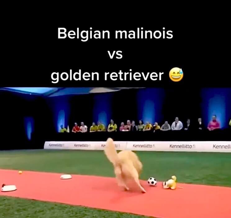 ゴールデンレトリーバー,動画