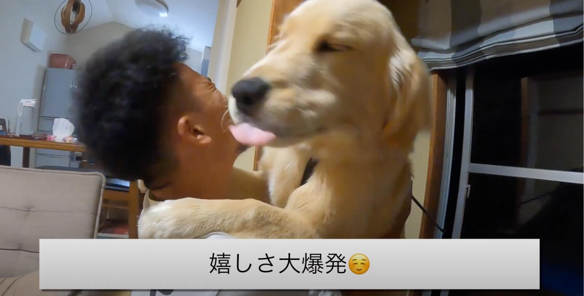 ゴールデンレトリーバー,動画